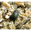 Opatrum sabulosum (Linnaeus, 1760) Omrzel piaskowy